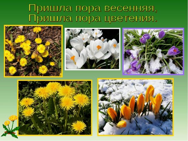 Растения весной для дошкольников