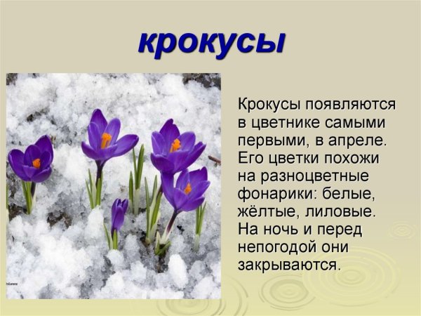 Первоцветы крокусы описание