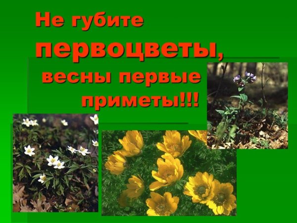 Не губите первоцветы