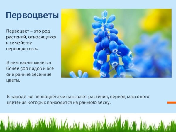Презентация на тему весенние цветы