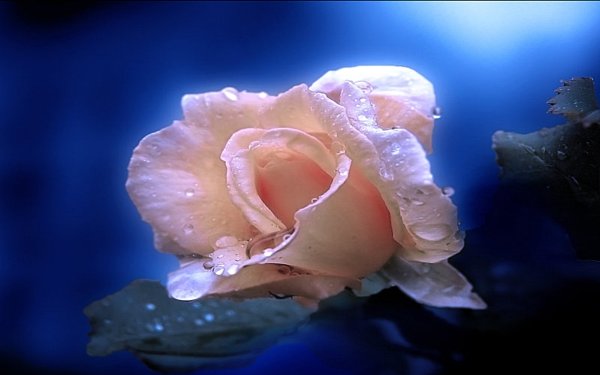 Нежный цветочек ночью