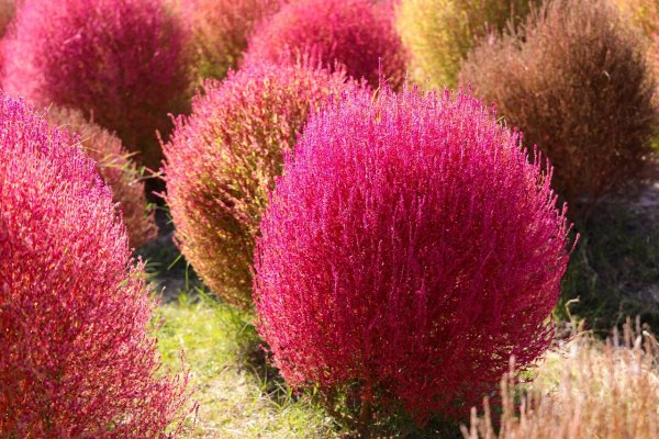 Кохия веничная (Kochia Scoparia)