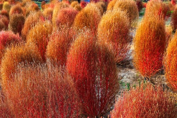 Кохия веничная (Kochia Scoparia)