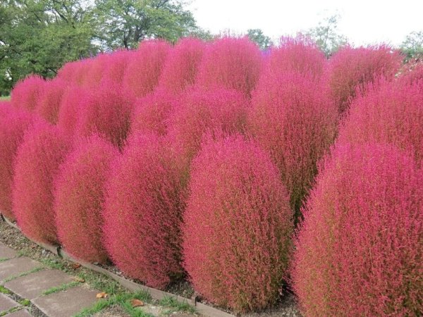 Кохия веничная