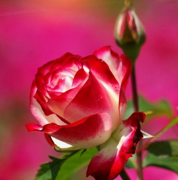 Цветы и жемчуг