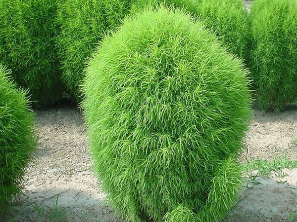 Кохия Кипарисовая