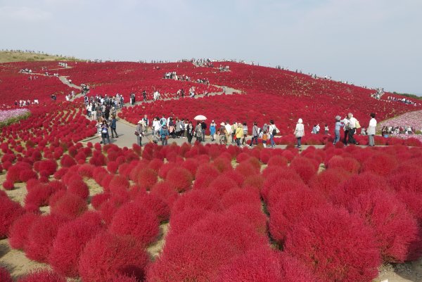 Кохия летний Кипарис