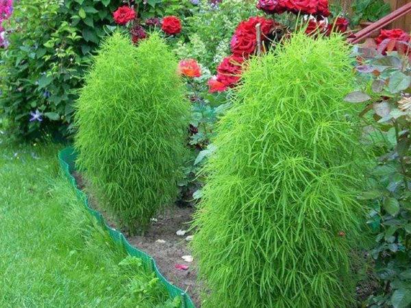 Кохия шерстистоцветковая