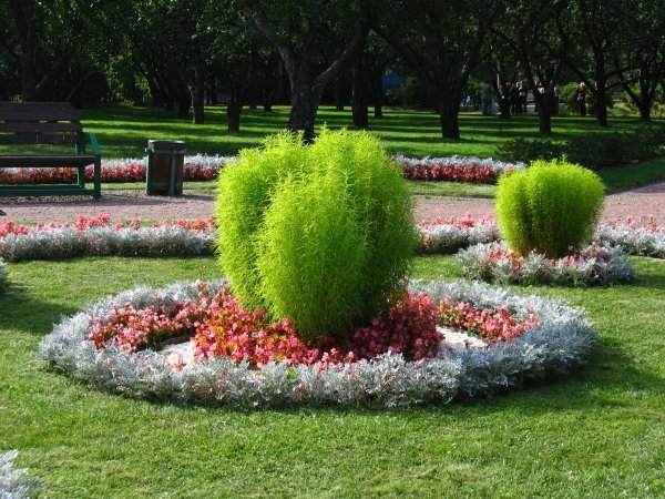 Кохия летний Кипарис