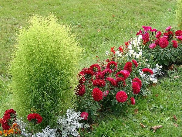 Кохия летний Кипарис
