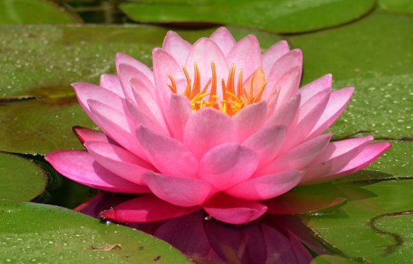Водяная Лилия/Nymphaea