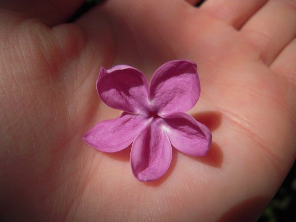 Сирень пятилистник