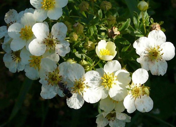 Лапчатка белая