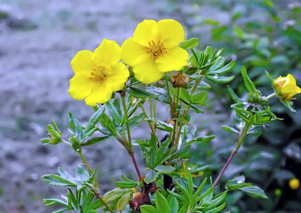 Курильский чай (лапчатка)