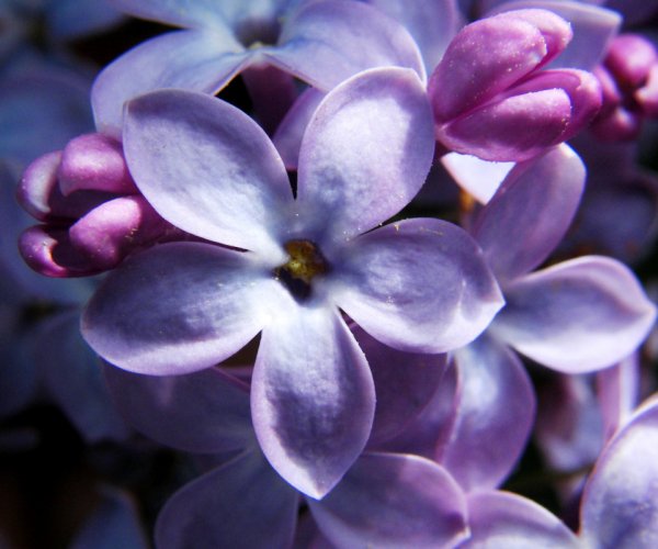 Цветок шаблон