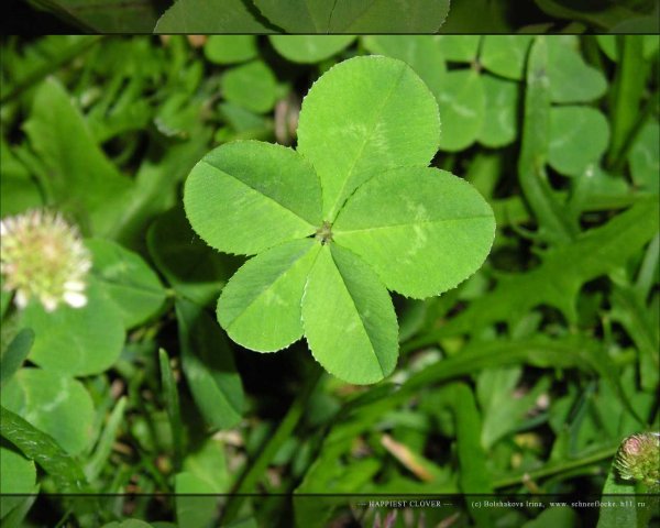 Лапчатка серебристая — Potentilla argentea l.
