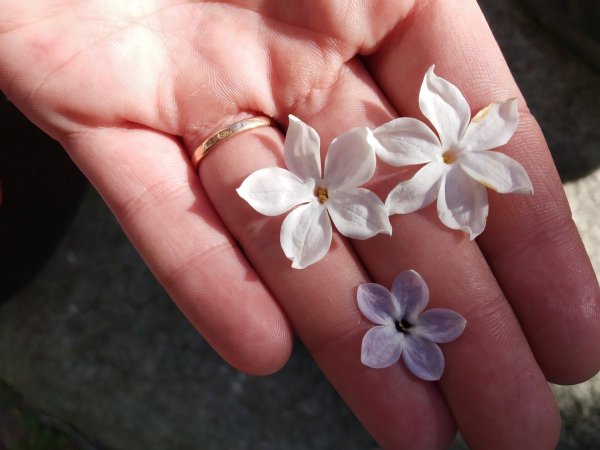 Пятилистный цветок сирени