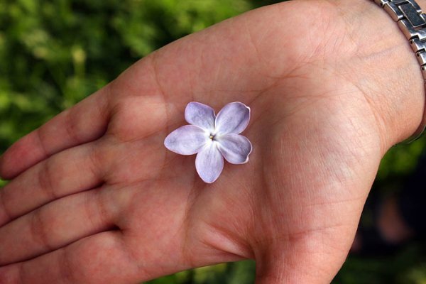 Белозор болотный