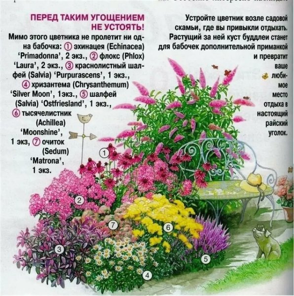 Многолетние низкорослые цветы цветущие