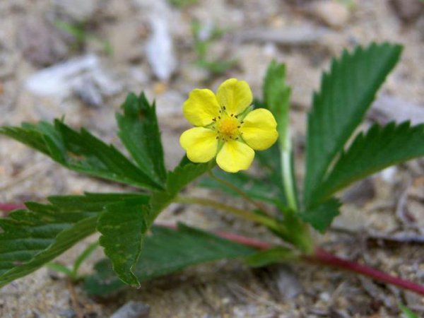 Цветок с лепестками вектор