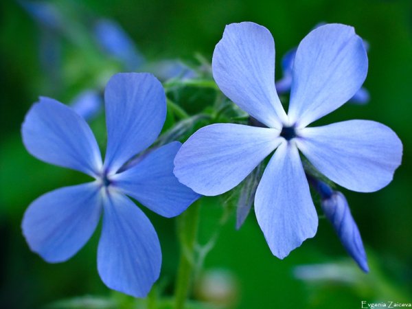 Клевер четырехлистный Святой Патрик