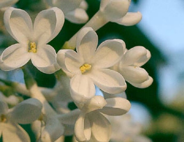 Пятилиственник сирень