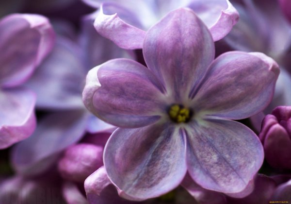 Цветы трафарет для вырезания