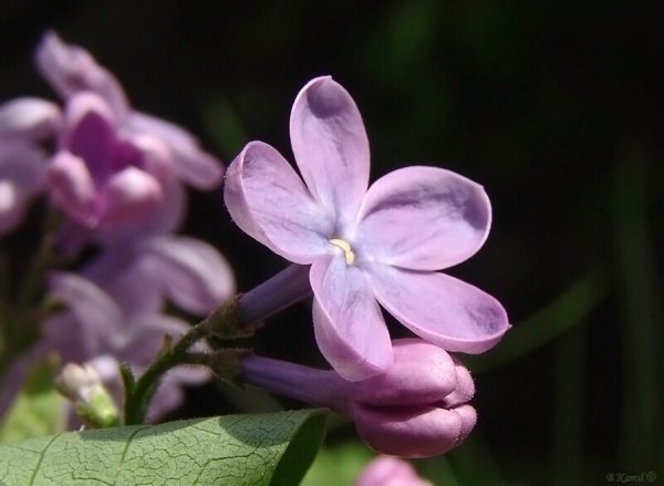 Эмблема незабудки