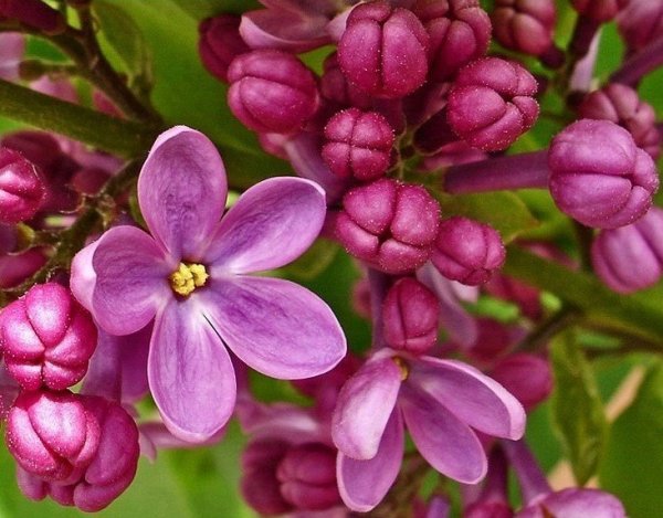 Пятилистная сирень