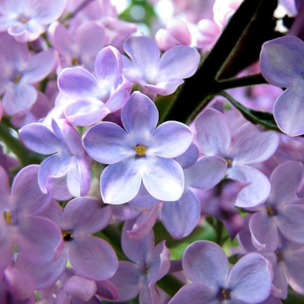 Цветок шаблон