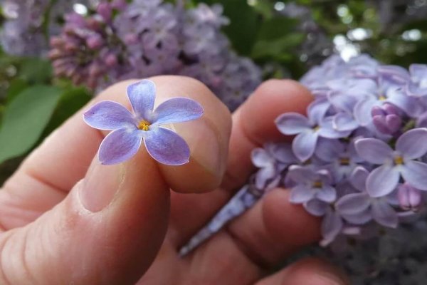 Лепесток цветка