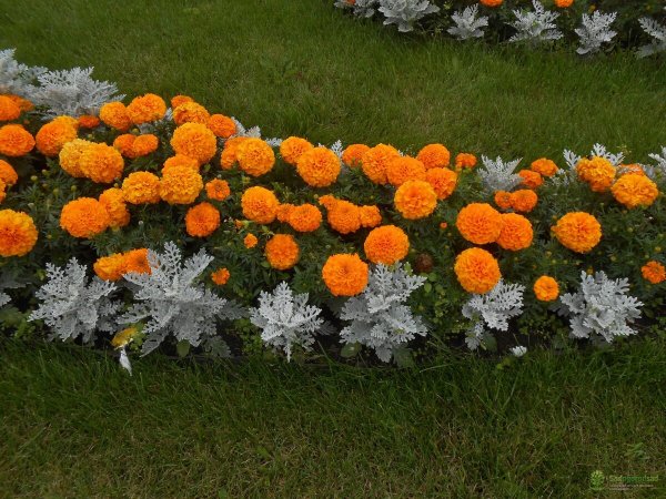 Однолетники двулетники многолетники