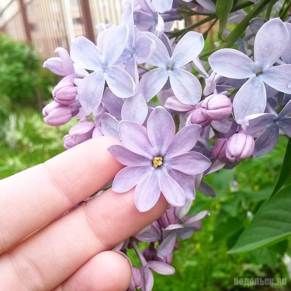 Лапчатка серебристая лапчатка прямостоячая