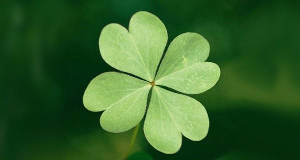 Фиолетовые садовые цветы