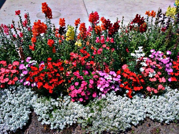 Многолетники хризантемы низкорослые