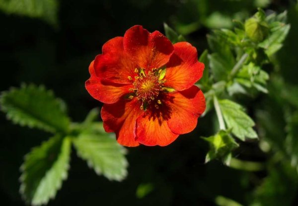 Трафарет цветка с 5 лепестками