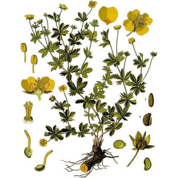 Розовые цветы с 5 лепестками