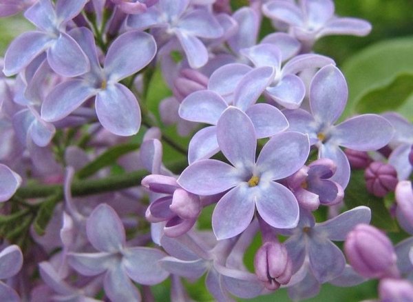 Пятилистная сирень