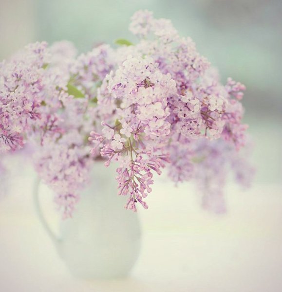 Красивые картинки с цветами для вдохновения нежные