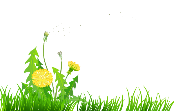 Трава с цветами на прозрачном фоне