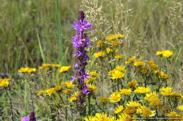 Луговой высокорослые цветы