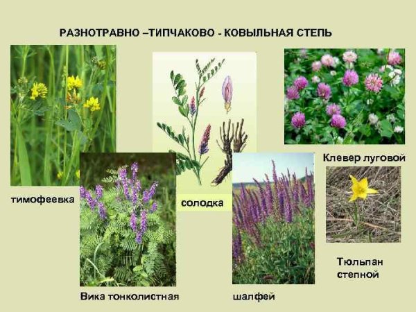 Разнотравно-типчаково-Ковыльная степь