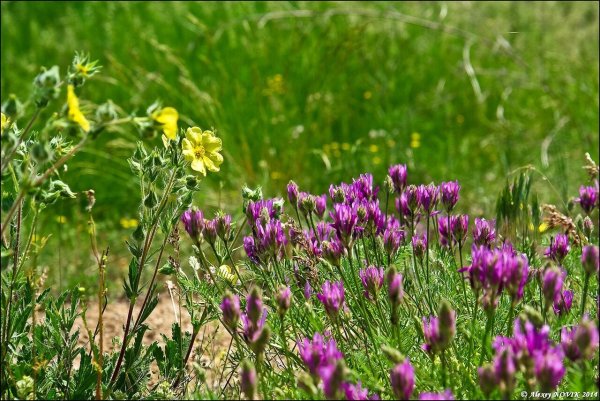 Полевые цветы Ростовской области