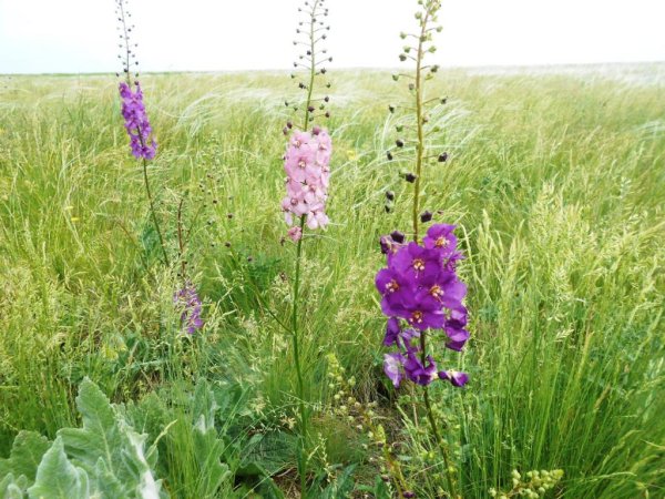 Степные медоносные травы Крыма