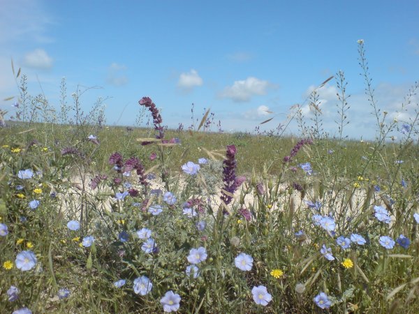 Растения Донской степи