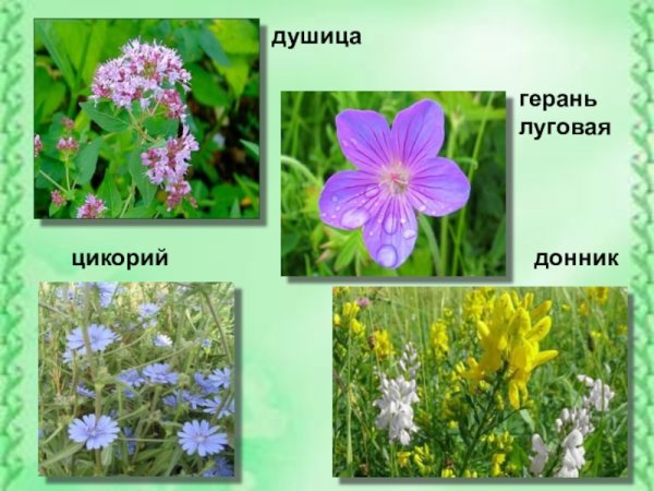 Луговые растения названия