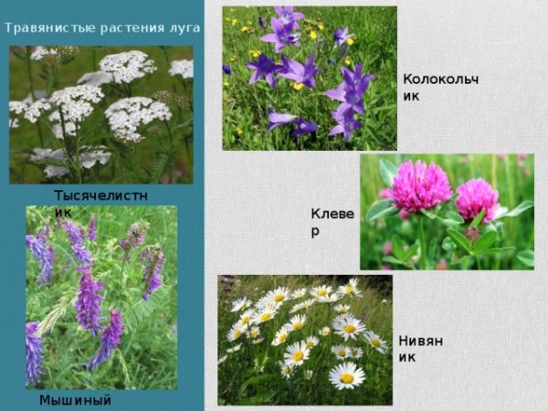 Тысячелистник мышиный горошек нивяник