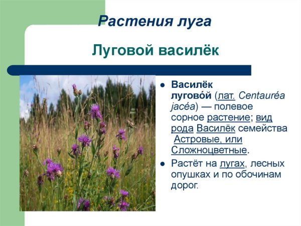 Луговые травы названия