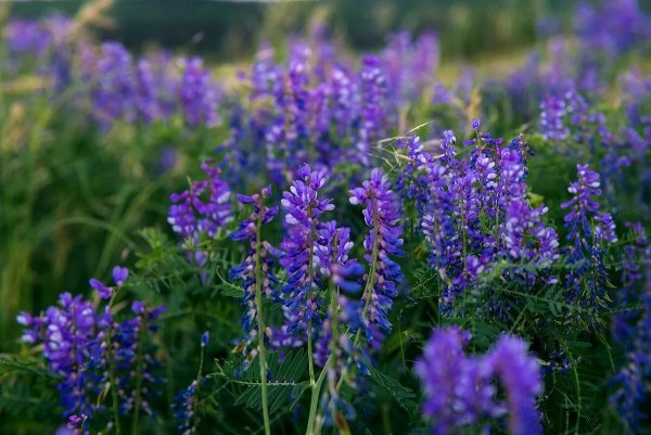 Мышиный горошек медонос