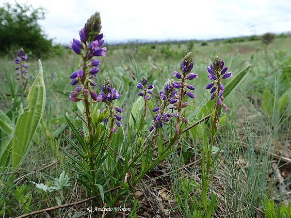 Степные растения Ростовской области